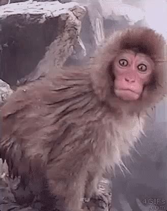 angry-monkey gif|funny monkey gif.